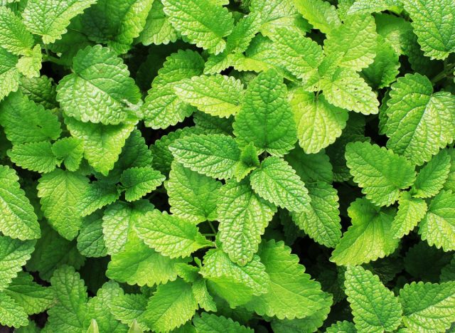 peppermint leaves