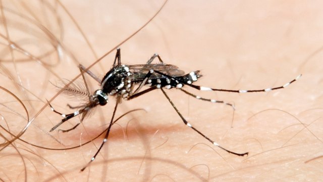 British woman catches dengue fever while on holiday in France